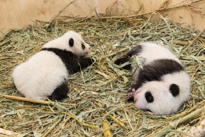 Chinese firm turns panda poop into toilet paper